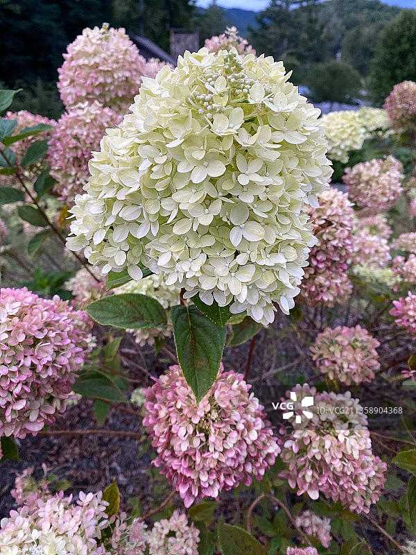 公园里粉色开花植物的特写图片素材