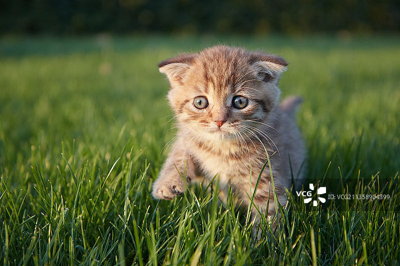 草地上的小猫照片图片素材