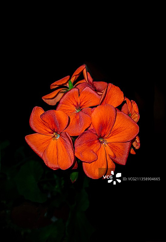 黑色背景下的橙色植物特写，哥伦比亚图片素材