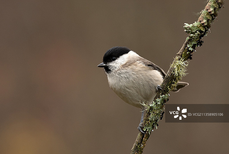 山雀栖息在树枝上的特写，西班牙图片素材