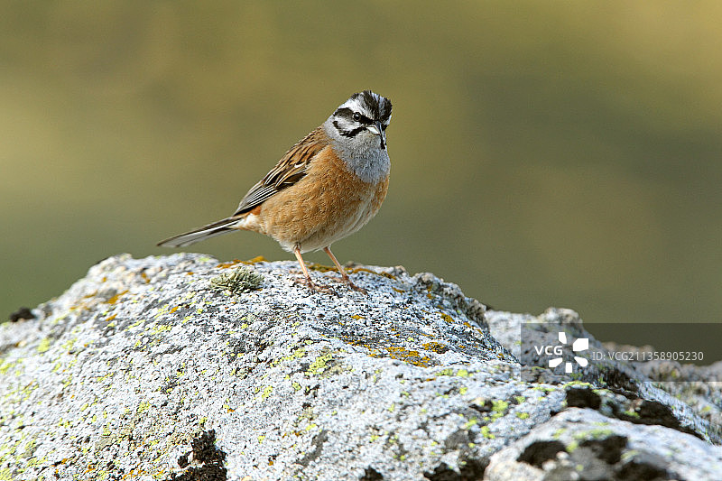 西班牙：鸣禽栖息于岩石特写图片素材