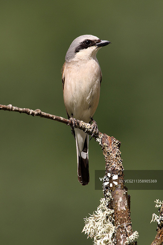西班牙树枝上栖息的莺雀特写图片素材