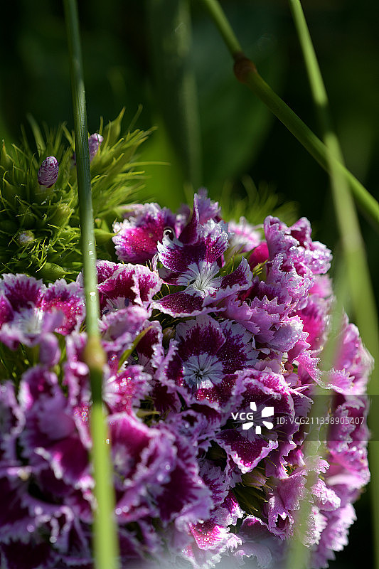 紫色花卉植物特写，美国华盛顿州凯尔索图片素材