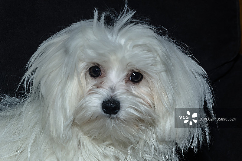 黑色背景下白色拉布拉多犬的特写图片素材