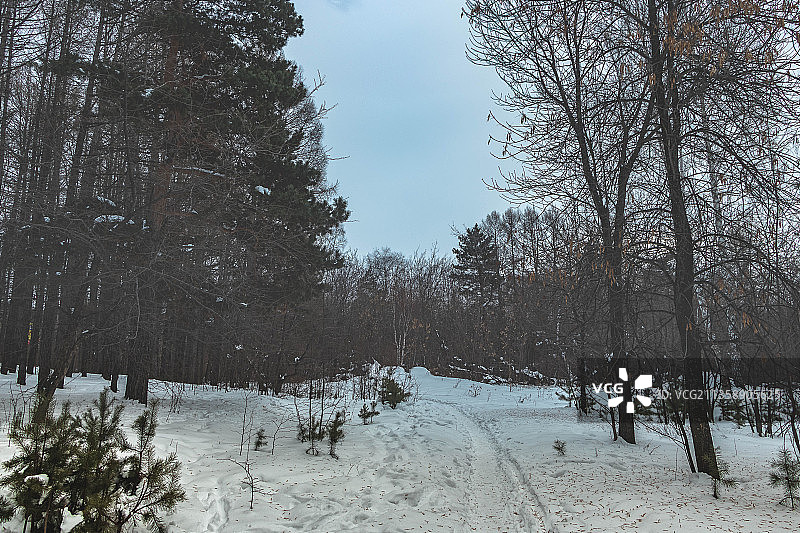 俄罗斯雪原上的树木图片素材