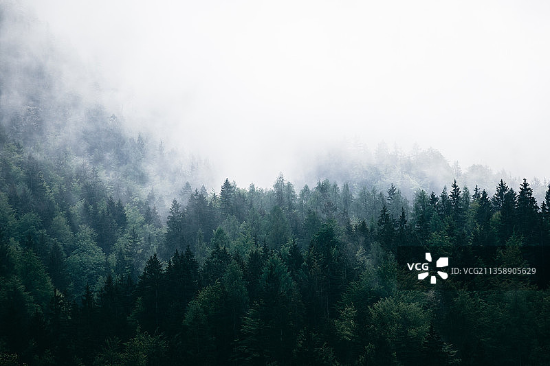 森林中的树木映衬着天空图片素材