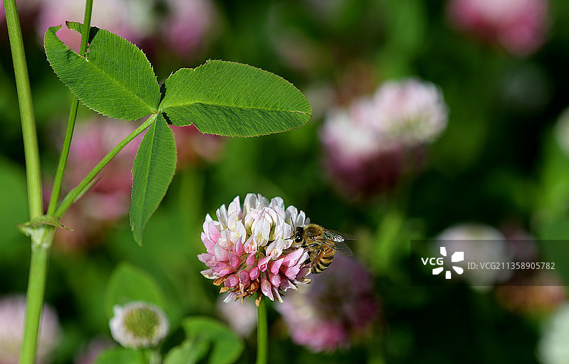 美国华盛顿州凯尔索：蜜蜂在花朵上授粉特写图片素材