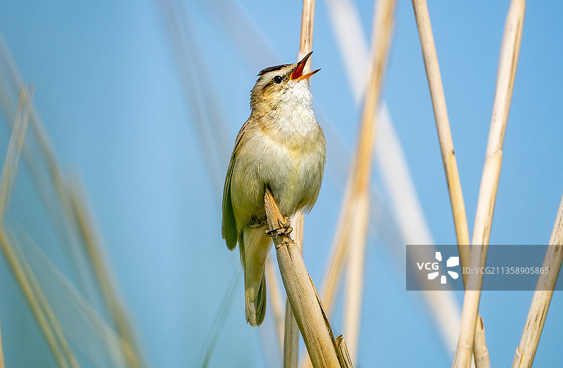 歌雀栖息在植物上的特写，荷兰赞代克图片素材