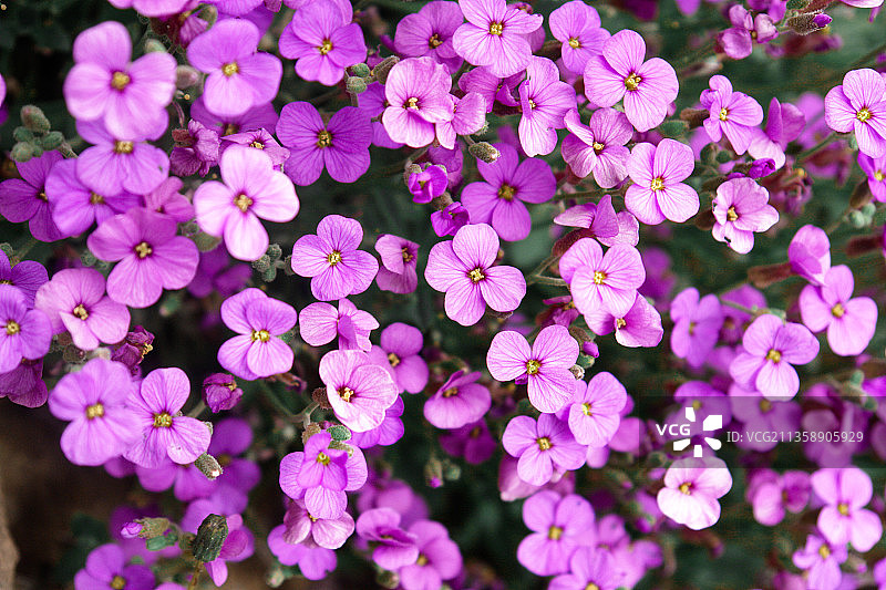 紫色开花植物的特写图片素材