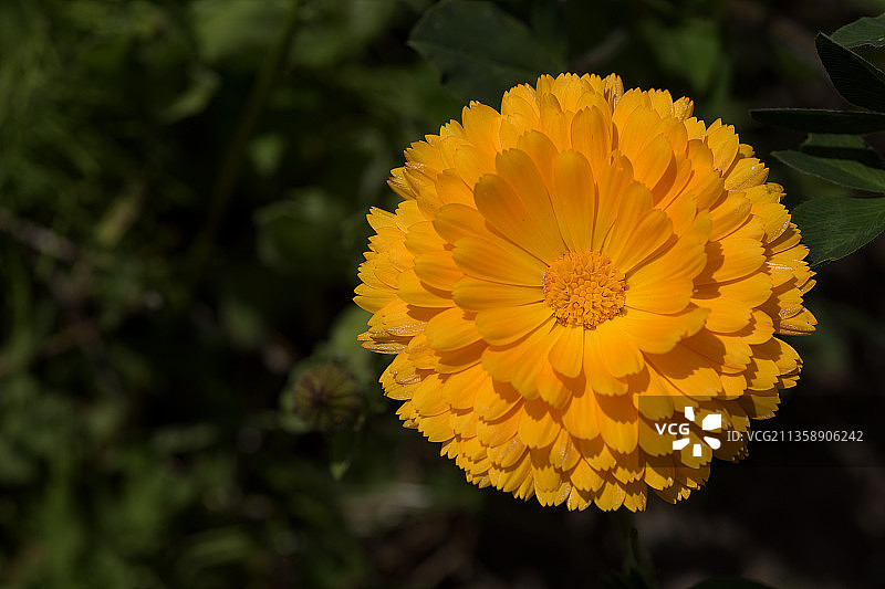 华盛顿州凯尔索的黄色花朵特写，美国图片素材