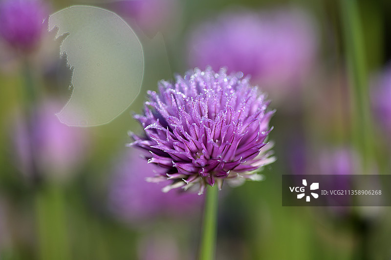 紫色花卉植物特写，美国华盛顿州凯尔索图片素材