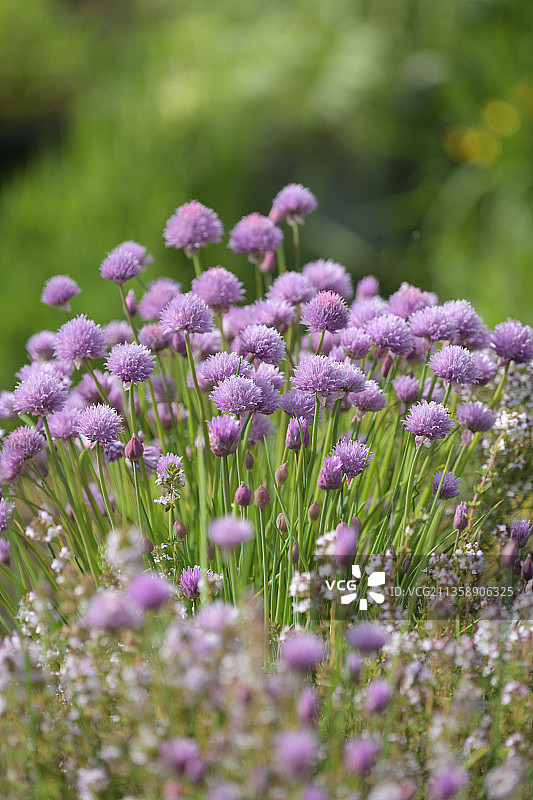美国华盛顿州凯尔索紫色花卉特写图片素材