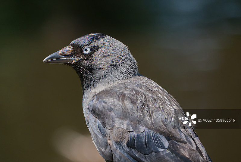 乌鸦户外栖息特写，卑尔根，荷兰图片素材