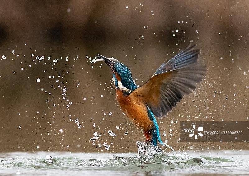 翠鸟飞过湖面（匈牙利）图片素材