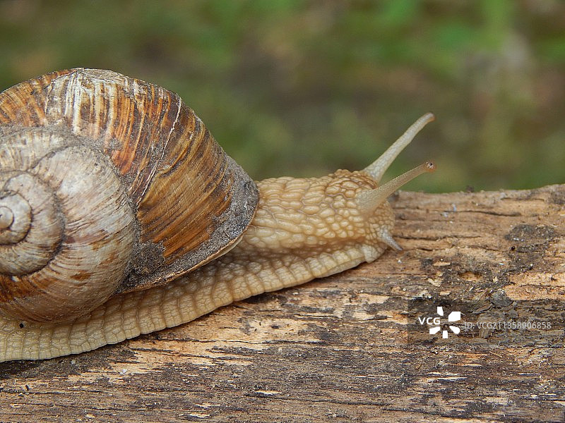 特写的蜗牛图片素材