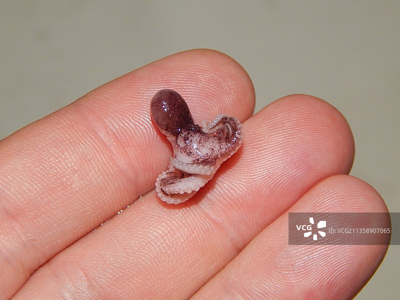 手持小动物特写图片素材