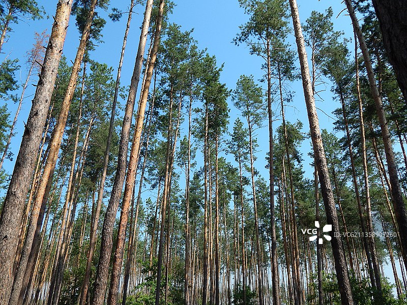 森林中竹树的低角度视图图片素材