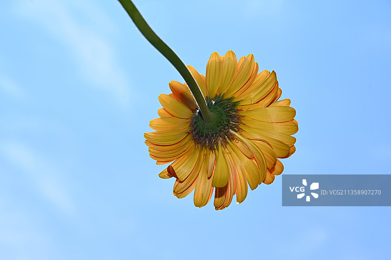 仰视蓝色天空下的黄色花朵图片素材