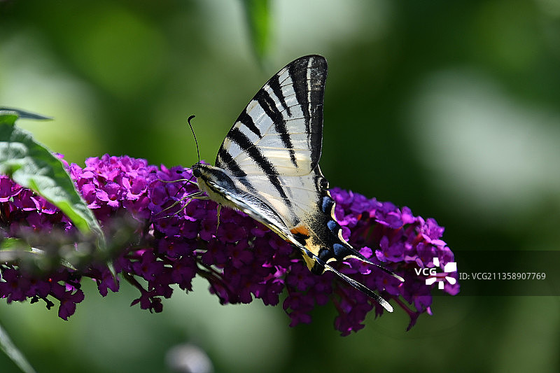 蝴蝶在紫色花朵上传粉的特写图片素材