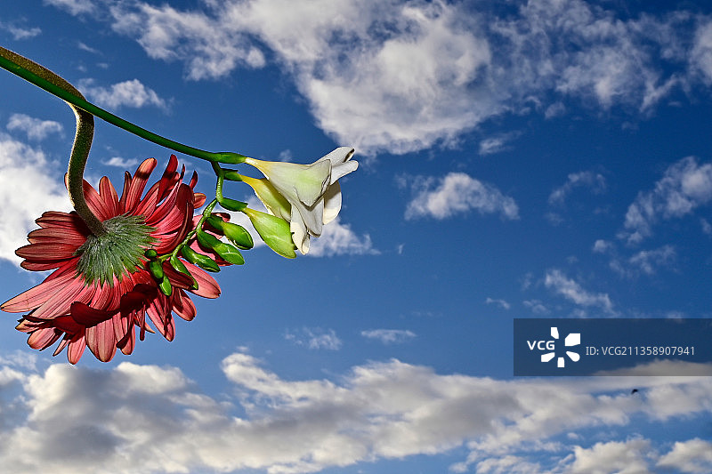 开花植物对天空的低角度视图图片素材