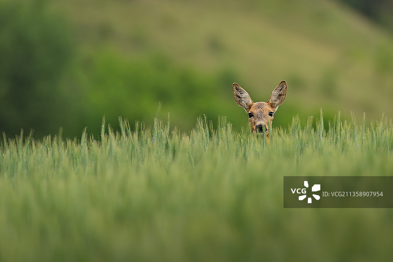 田野上的狍鹿肖像图片素材
