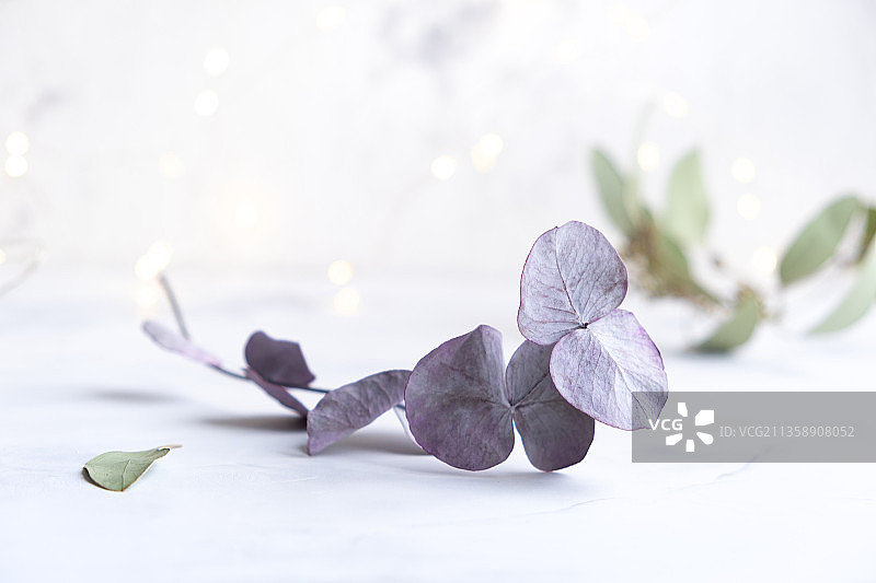 桌子上的干树叶特写图片素材