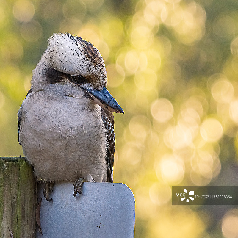 笑翠鸟栖息在木桩上，澳大利亚新南威尔士州悉尼图片素材