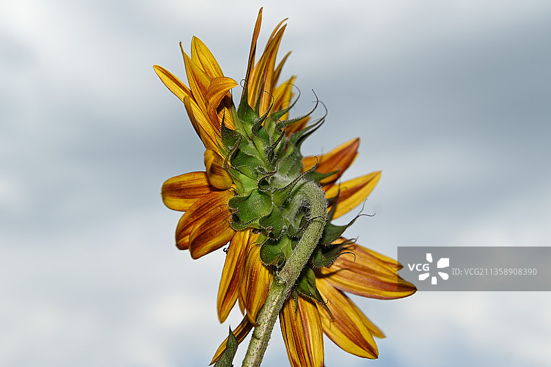 黄色植物花朵特写，天空背景图片素材