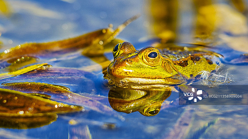 湖中牛蛙特写图片素材