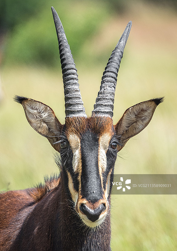 站立在田野上的山羊图片素材