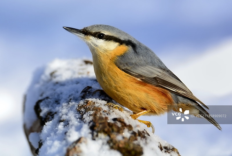 岩石上栖息的[戴胜鸟]特写图片素材