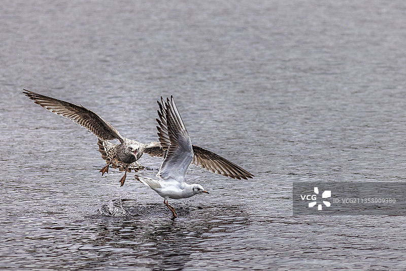 飞越湖面的海鸥特写图片素材