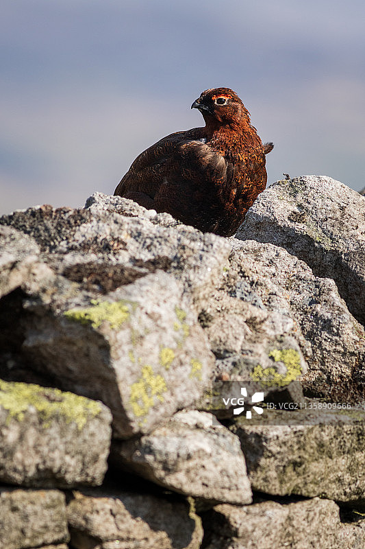 仰视视角下的雷鸟栖息在岩石上图片素材