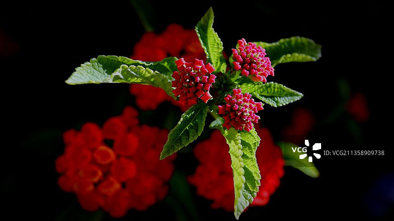 红色开花植物的特写图片素材