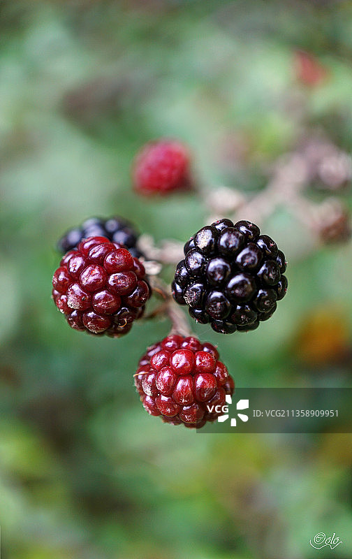 植物上生长的浆果特写图片素材