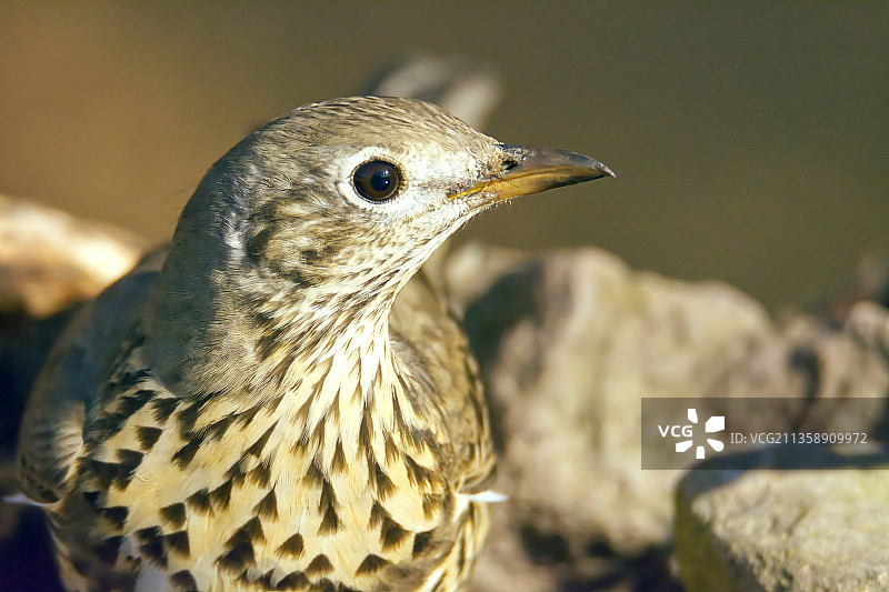 栖息在户外的歌鸫鸟特写图片素材