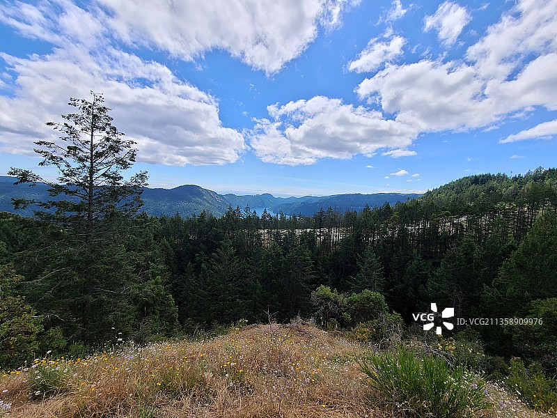 加拿大不列颠哥伦比亚省维多利亚森林风光图片素材