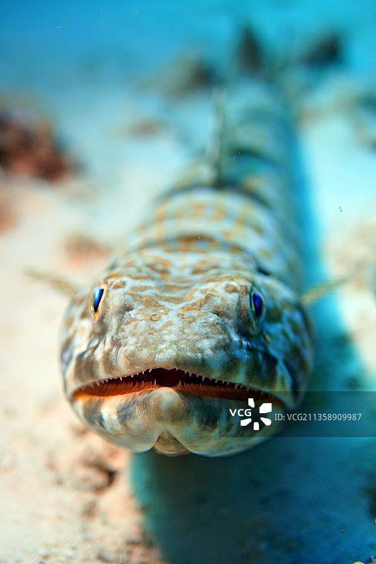 蜥蜴特写图片素材