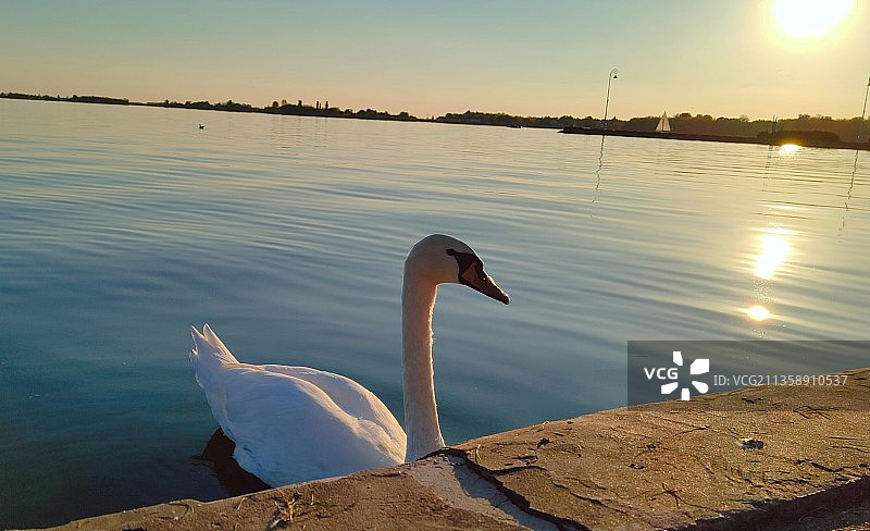 日落时在湖中游泳的疣鼻天鹅特写图片素材