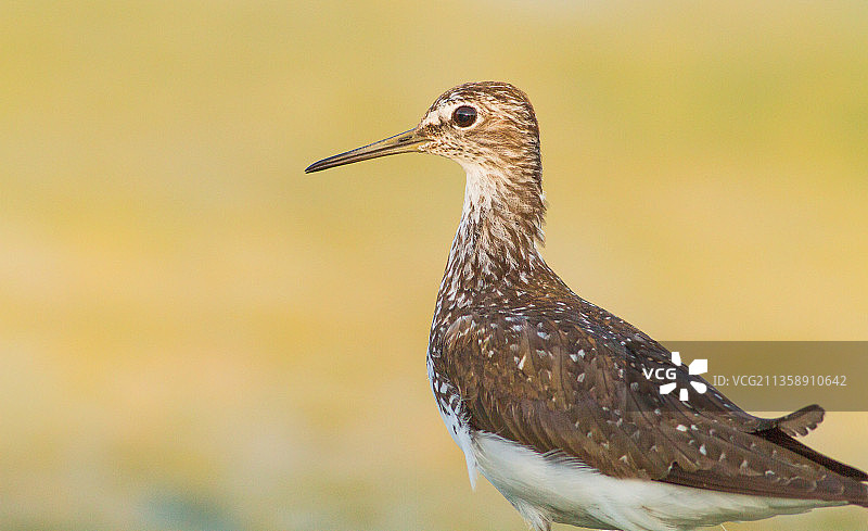在以色列户外栖息的林鹬特写图片素材