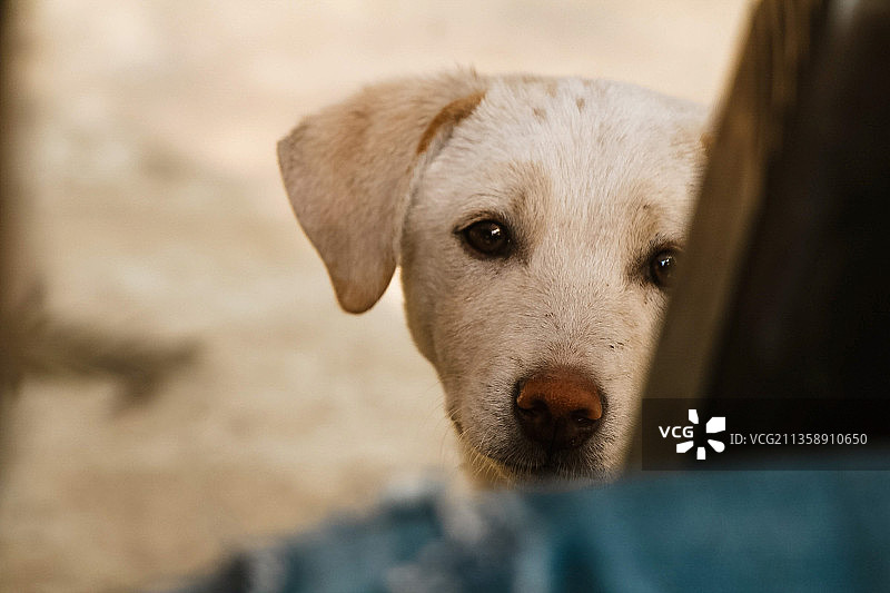 拉布拉多寻回犬特写图片素材