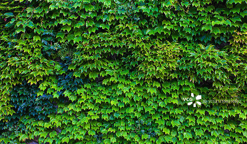 树上生长的常春藤全画幅照片图片素材