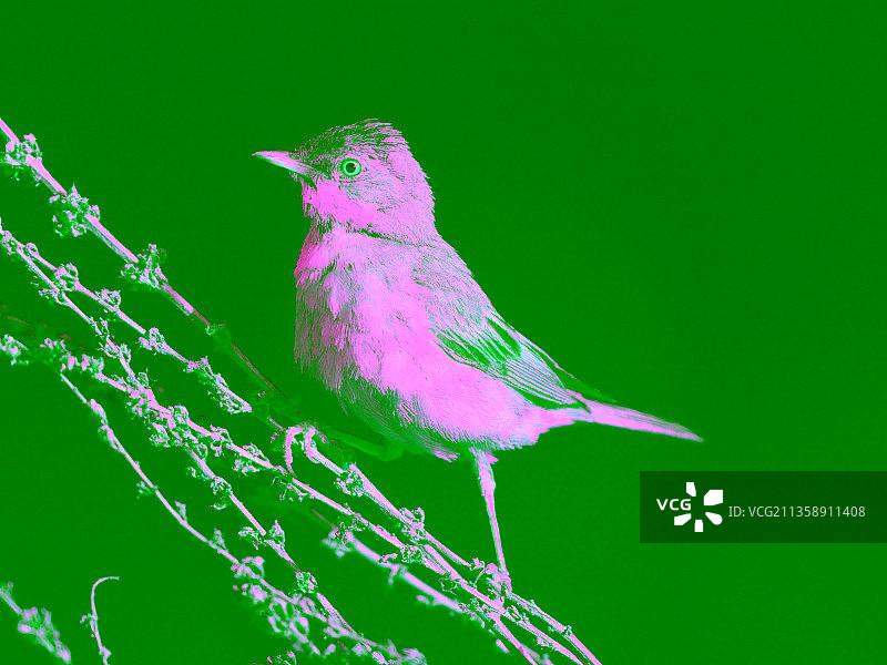 英国沃里克，栖息在树枝上的鸣雀特写图片素材