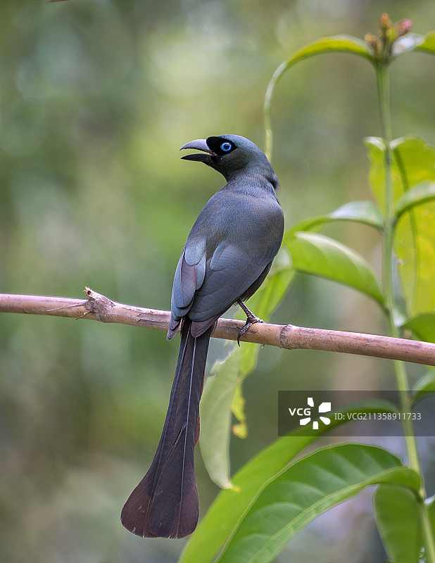 越南，栖息在树枝上的绿松鸦特写图片素材
