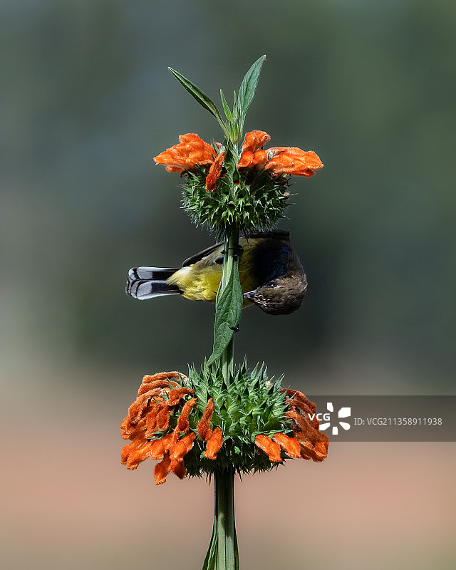 橙色开花植物特写，越南图片素材