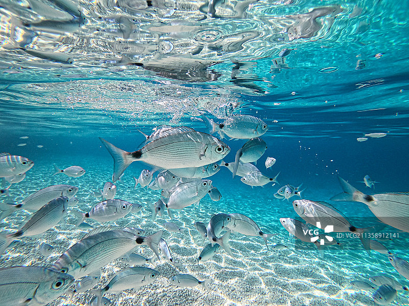 海中游动的鱼的特写图片素材