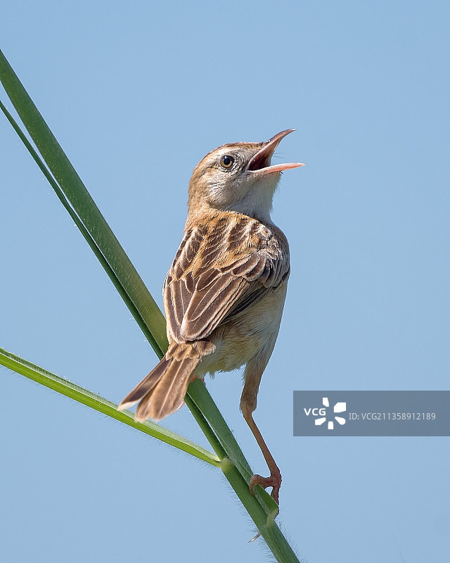 仰视角度拍摄的越南的鸣莺栖息于树枝上图片素材
