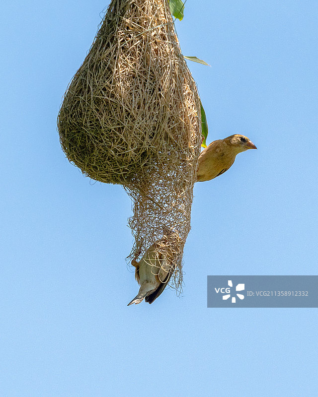 仰视角度：纺织鸟栖息在越南的鸟巢上，背景是蔚蓝的天空图片素材