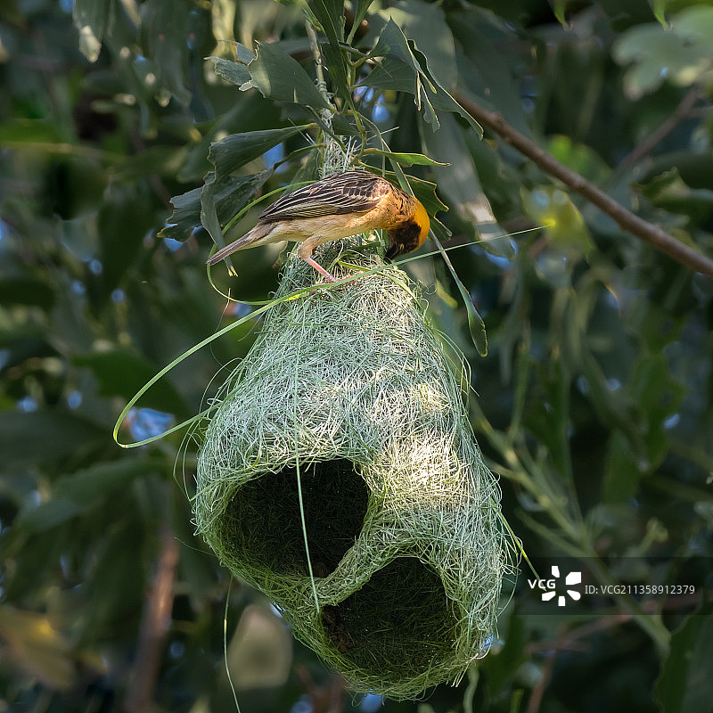 植物上的昆虫特写，越南图片素材