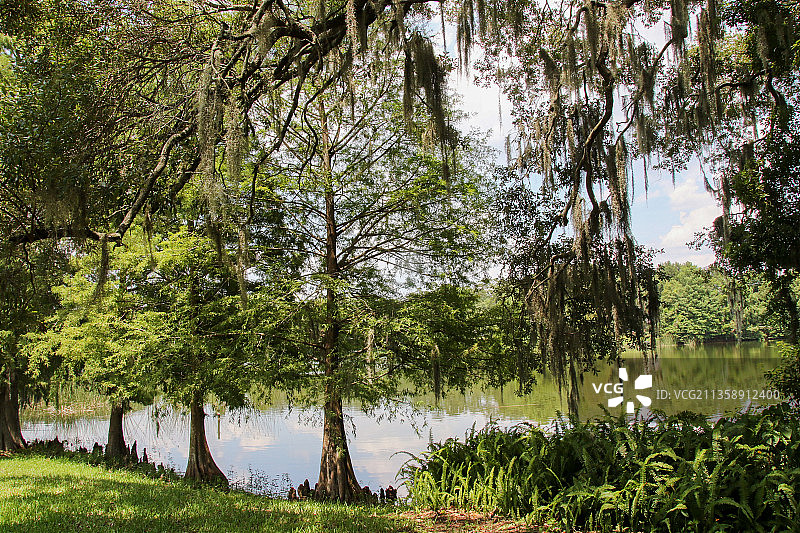美国佛罗里达州奥兰多森林中的树木图片素材